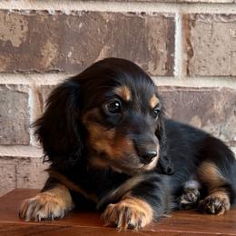 Onyx - Black and tan male Dachshund puppy in Wylie, Texas from Lawson's Kennel