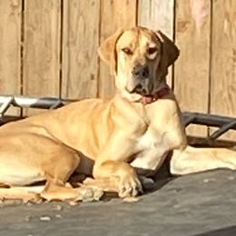 Aspen - Great Dane