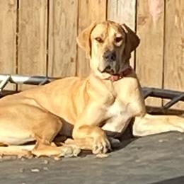 Aspen - Great Dane