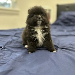 Pomeranian Puppies from Premium Poms