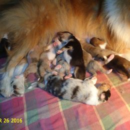 Collie Puppies from SHOWBOAT COLLIES