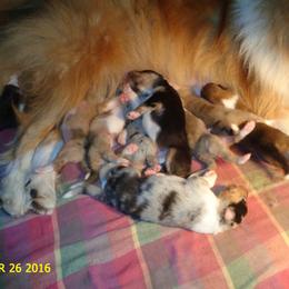 Collie Puppies from SHOWBOAT COLLIES