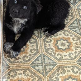 Boy 3 - Black & white Australian Shepherd puppy in Sanger, California from A&M Australian Shepherds