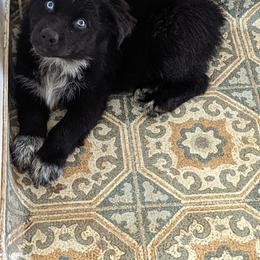 Boy 3 - Black & white Australian Shepherd puppy in Sanger, California from A&M Australian Shepherds