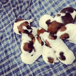 Border Terrier and Jack Russell Terrier Puppies from Cedar Run Kennels