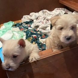 Anatolian Shepherd Dogs and Scottish Terriers from Lee Valley Scotties