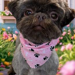 Mia - Shih Tzu