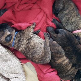 Belgian Malinois and Dutch Shepherd Puppies from Blackcraft K9