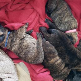 Belgian Malinois and Dutch Shepherd Puppies from Blackcraft K9