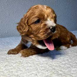 Blue Boy - Red male Cavapoo puppy in Wasilla, Alaska from The West Family
