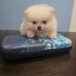 Little Boy blue - Cream male Pomeranian puppy in Texas from Ruby's Poms