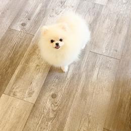 Stormy - White female Pomeranian puppy in Pollock Pines, California from Glitzypoms