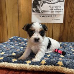 Girl 3 - Parti female Yorkshire Terrier puppy in Bear Creek, North Carolina from Yorkie Time