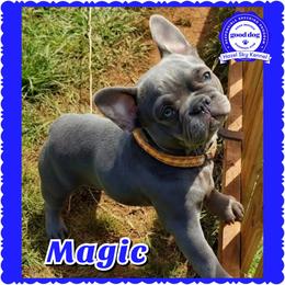 Magic - French Bulldog