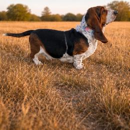 Hazel - Basset Hound