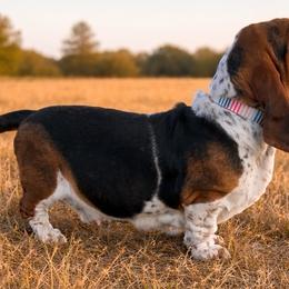 Hazel - Basset Hound
