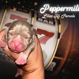 Peppermill - Lilac tri-color female American Bully puppy in Orlinda, Tennessee from SimplyBullies