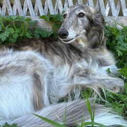 Shaman - Silken Windhound