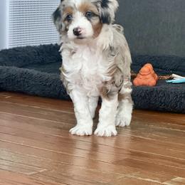 Aussiedoodle and Miniature Australian Shepherd Puppies from Puppies at The Happy Acre Farm