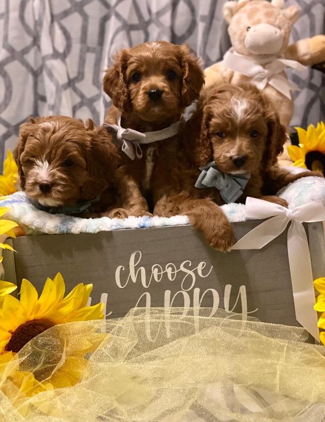 Brookstone Cavapoos in Texas | Cavapoo puppies | Good Dog