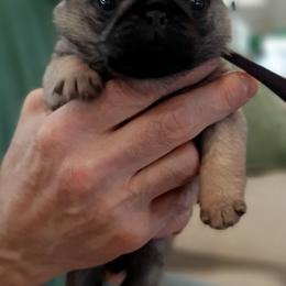 Honey - purple collar - Fawn female Pug puppy in Saint Helens, Oregon from Ebert Golden Retrievers & Pugs
