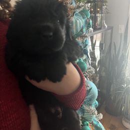 Newfoundland Puppies from Burning Embers Newfoundlands