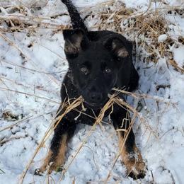Grey Collar - Runa - Black and tan female German Shepherd puppy in Augusta, West Virginia from Cricket Hollow Canines