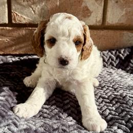 Poppy - Blenheim female Cavapoo puppy in Ivins, Utah from Taylia's Cavapoos