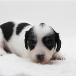 Female 2 - Piebald female Dachshund puppy in Childress, Texas from Taylor Farms