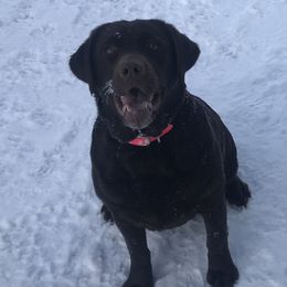 Tallulah - Labrador Retriever