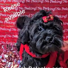 Reece - Black male Russian Tsvetnaya Bolonka puppy in Chicago, Illinois from Simply Bolonka - A Russian Tsvetnaya Bolonka Kennel