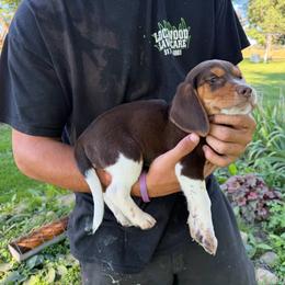 Boy 1 - Red male Beagle puppy in Hudson, Michigan from Bachman’s Kennel