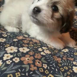 Coton de Tulear Puppies from Catawba Cotons