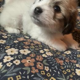 Coton de Tulear Puppies from Catawba Cotons