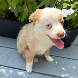 Dolly - Red merle female Toy Australian Shepherd puppy in Southport, North Carolina from Small Mini/Toy Aussies