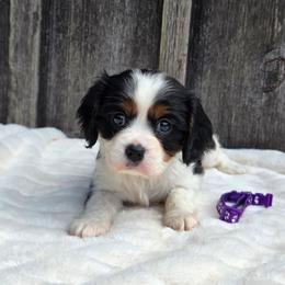 Maple - Tri-color female Cavalier King Charles Spaniel puppy in Preston, Maryland from Katie's Pups