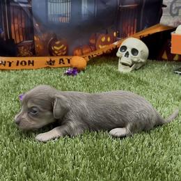 Isabella and Cream Longhair Female - Fawn (isabella) and cream female Dachshund puppy in Killeen, Texas from Southern Dachshunds