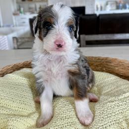 Tan Collar - Blue merle female Bernedoodle puppy in Indiahoma, Oklahoma from Farm Fresh Doodles