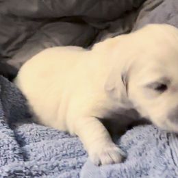 Red Collar - Boy 1 - Golden Retriever puppy from Farley Goldens