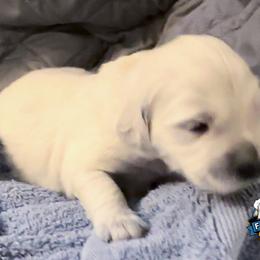 Red Collar - Boy 1 - Golden Retriever puppy from Farley Goldens