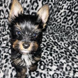 Girl 1 - Black and tan female Yorkshire Terrier puppy in Richland County, South Carolina from Nesha's Pawrific Tails