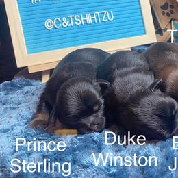 Shih Tzu Puppies from Crown & Tress Shih Tzu