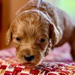 Blue Collar Boy - Apricot male Australian Labradoodle puppy in Coeur D'alene, Idaho from Lake City Labradoodles