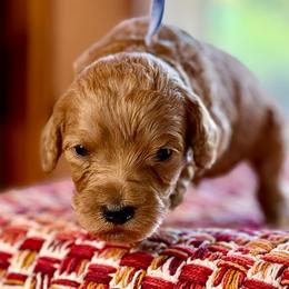 Blue Collar Boy - Apricot male Australian Labradoodle puppy in Coeur D'alene, Idaho from Lake City Labradoodles