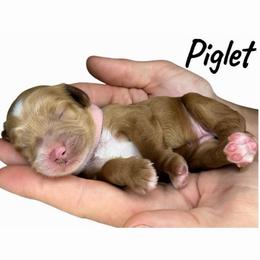 Piglet - Red female Australian Labradoodle puppy in Upland, California from Kings Labradoodles