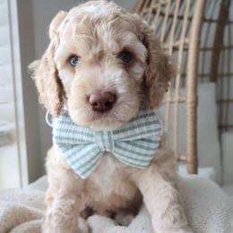 Puppy 5 - Cream male Cockapoo puppy in Savannah, Georgia from Vino and Vespa Doodles