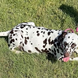 Nyla - Dalmatian