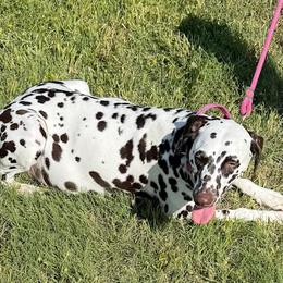 Nyla - Dalmatian