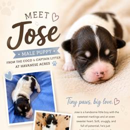Jose - Chocolate male Havanese puppy in Hawthorne, Florida from Havanese Acres