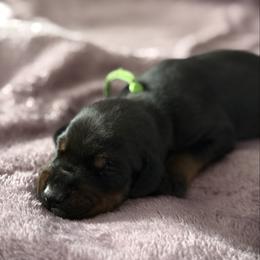 Boy 4 - Black and rust male Doberman Pinscher puppy in Lake City, Florida from Paintedcrazy Doberman Pinchers